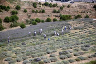 Denizli’de yaralı bulunan leylek tedavi edildi