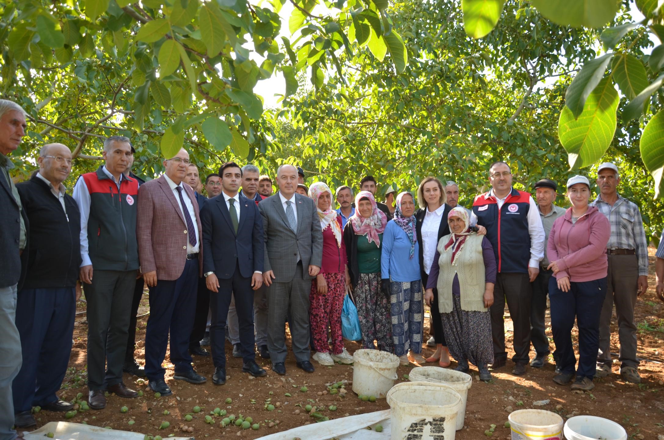 Denizli’de Ceviz Hasadı Başladı: 22 Bin Ton Üretim Bekleniyor