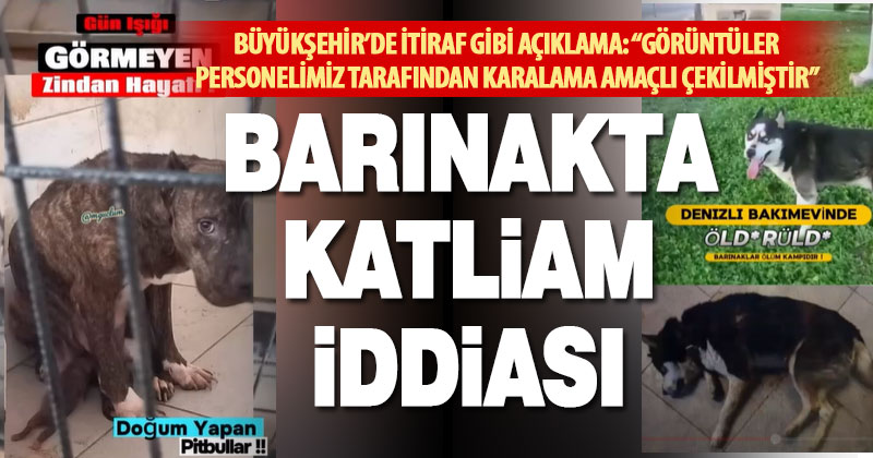 Büyükşehir’den barınakta katliam iddialarına itiraf gibi açıklama – denizlihaber.com