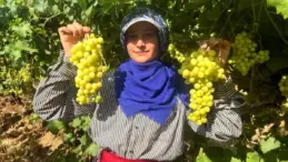 Buldan’da Süperior Üzüm Hasadı Başladı