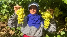 Buldan’da Süperior Üzüm Hasadı Başladı