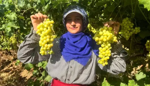 Buldan’da Süperior Üzüm Hasadı Başladı