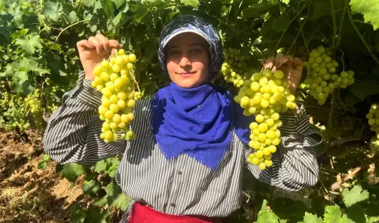 Buldan’da Süperior Üzüm Hasadı Başladı