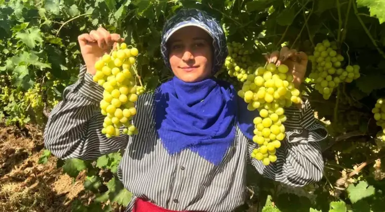 Buldan’da Süperior Üzüm Hasadı Başladı