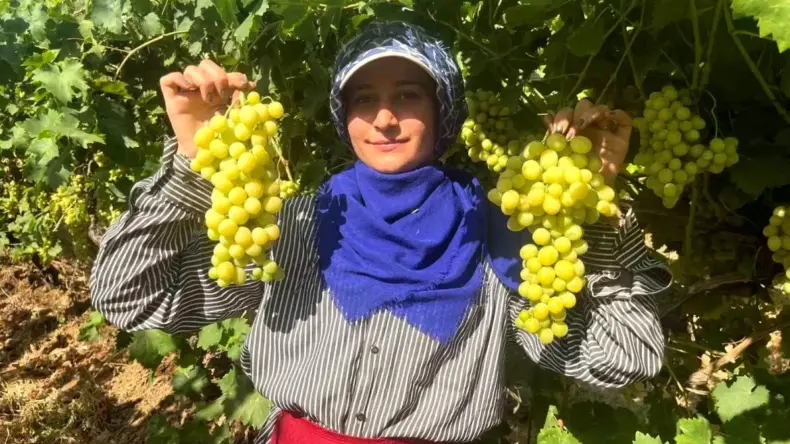 Buldan’da Süperior Üzüm Hasadı Başladı