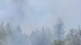 Denizli’de Orman Yangını Söndürüldü