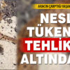 Nesli Tükenme Tehlikesindeki Vaşak Araç Çarpmasıyla Öldü