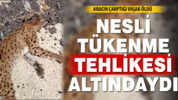 Nesli Tükenme Tehlikesindeki Vaşak Araç Çarpmasıyla Öldü