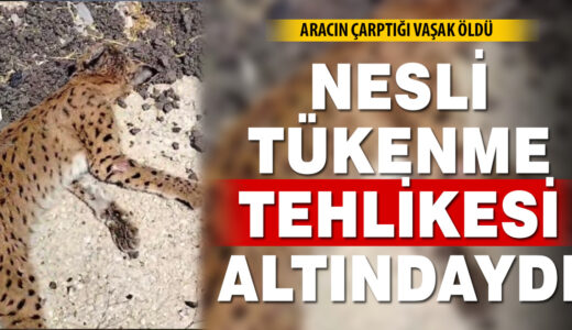 Nesli Tükenme Tehlikesindeki Vaşak Araç Çarpmasıyla Öldü